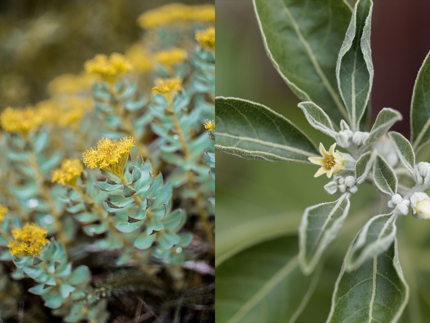 Rhodiola vs Ashwagandha