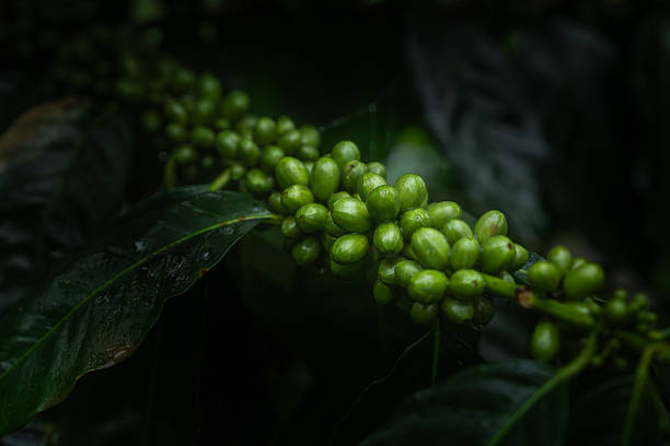 Jitters (coffee beans)