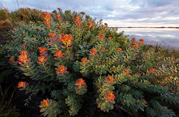 Rhodiola rosea