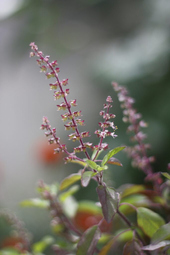 Tulsi or Holy Basil