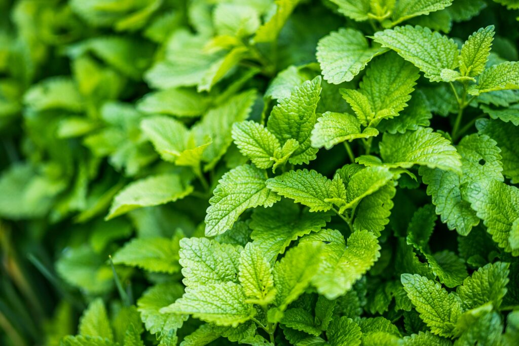Lemon Balm Complete Guide: Dosage, Benefits & Safety (2026) Lemon Balm