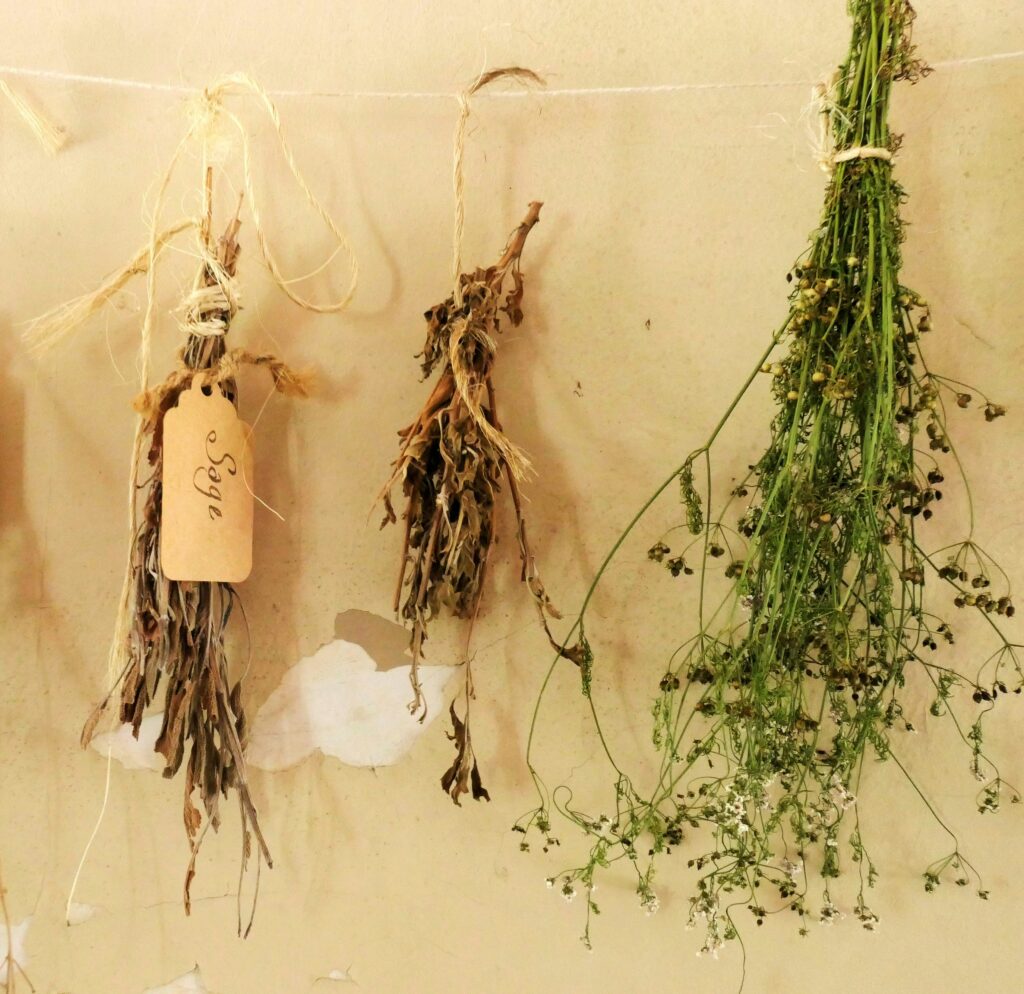 Drying herbs