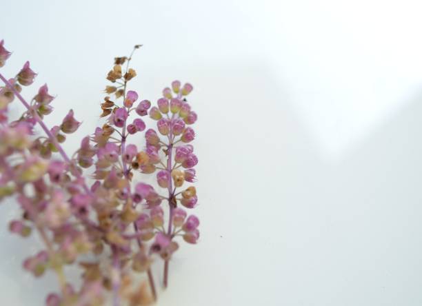 Tulsi (Holy Basil) Complete Guide: The Sacred Adaptogen of Ayurveda Istockphoto 1354807247 612x612 2