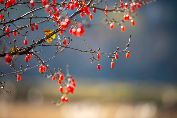 schisandra berries adaptogen endurance