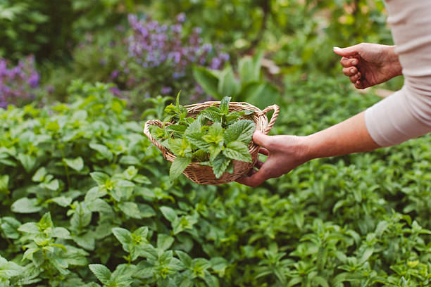 lemon balm leaves adaptogen calm sleep