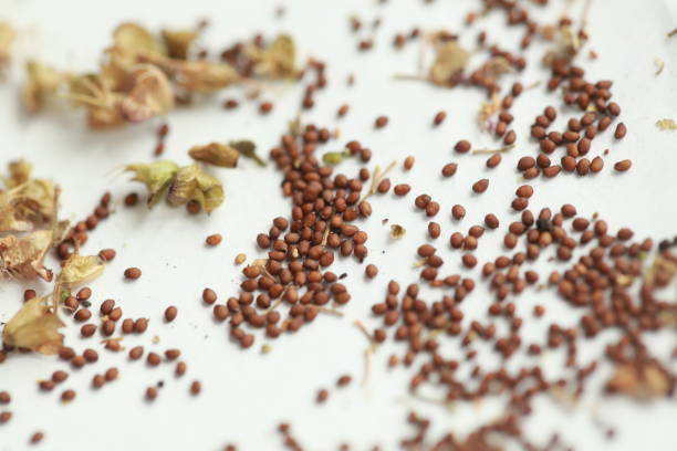 Tulsi seeds